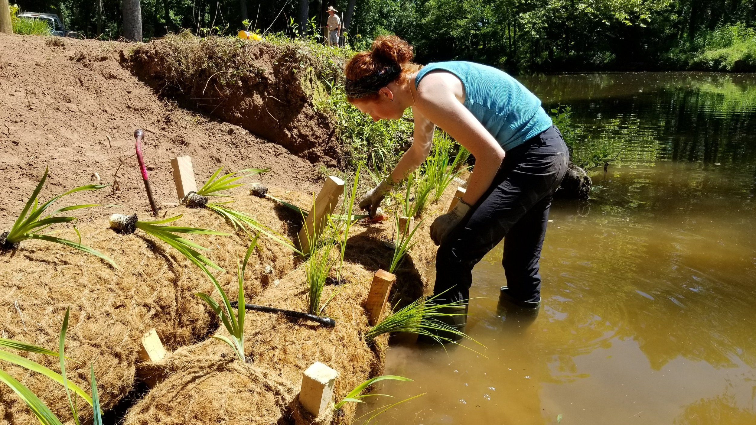 Ellie, a 2018 Steward Green intern and Rutgers student, plants biologs with native flora as part of a riparian buffer restoration project
