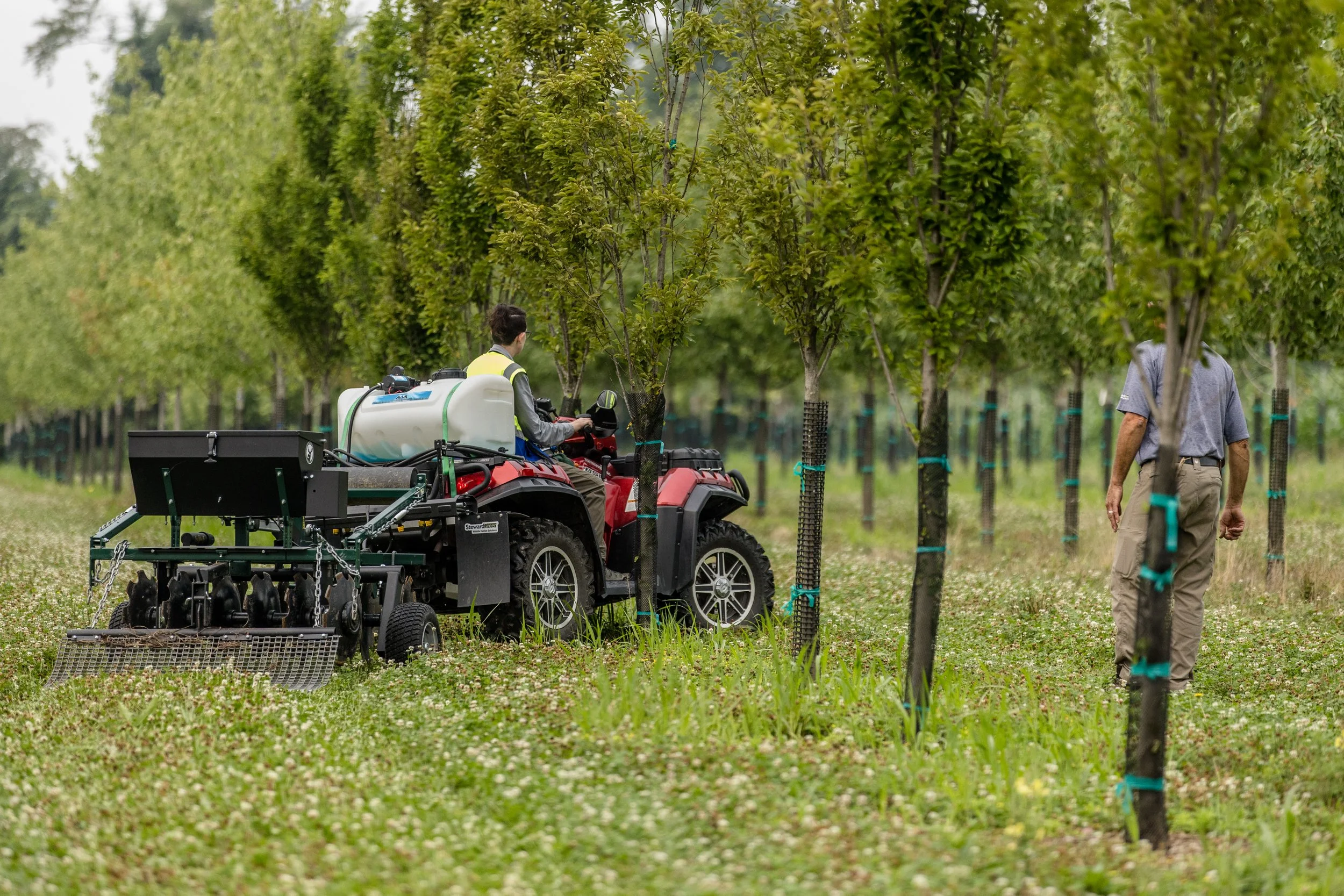 Protecting plantings by providing a more attractive meal of clover.