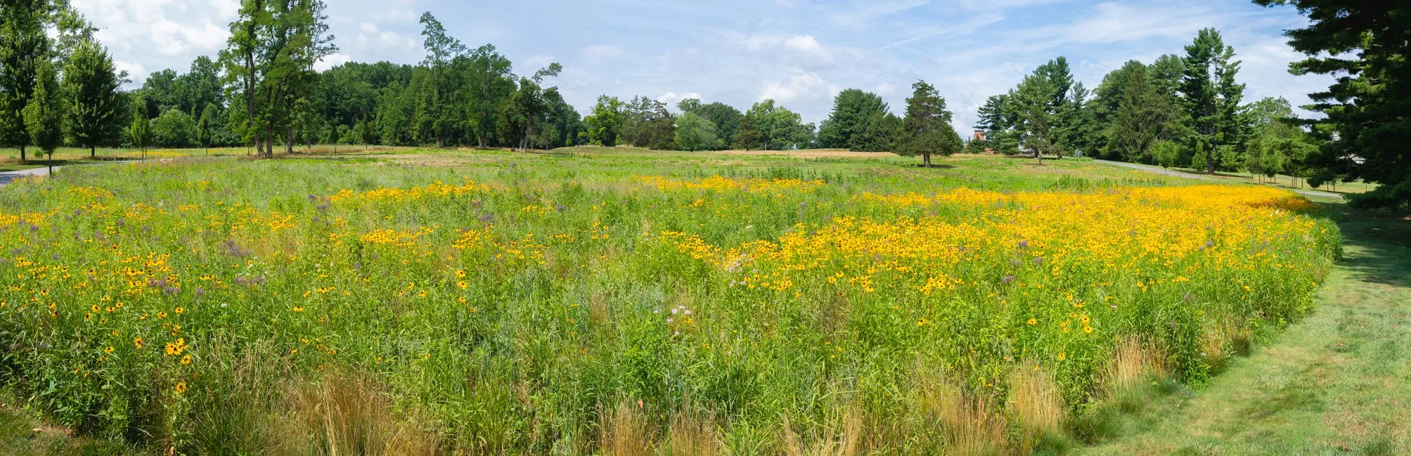 StewardGreen-MeadowShoot-2026-142-Pano-crop.jpg