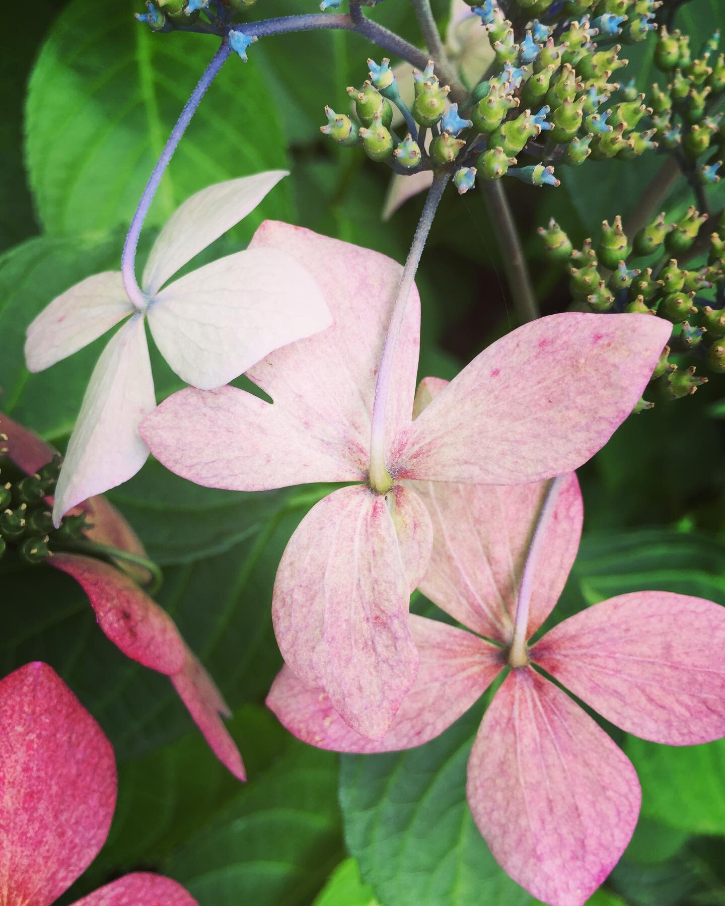 &copy; All rights reserved L A  V O I E
#LAVOIE #LavoieParis
&bull;
&bull;
#hortensia #あじさい #鎌倉