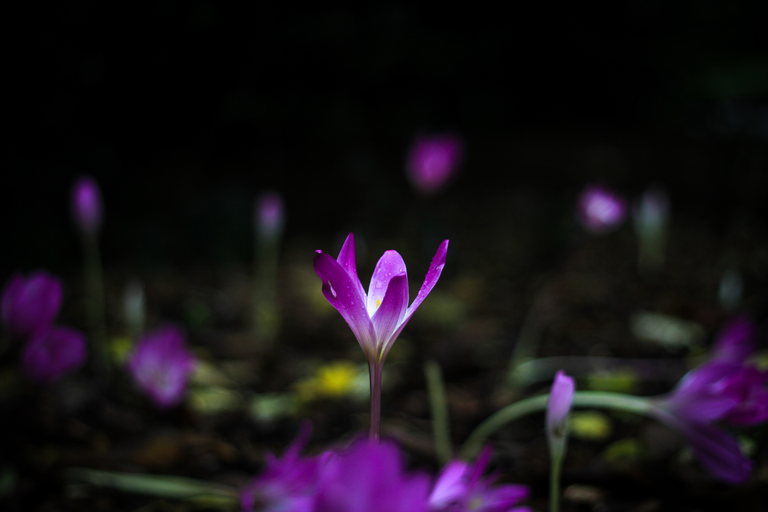 Crocus Flower | Kew Gardens, London