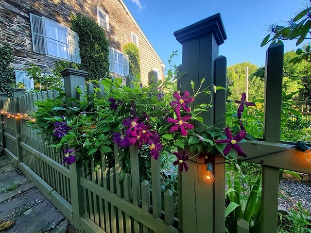 #clematis