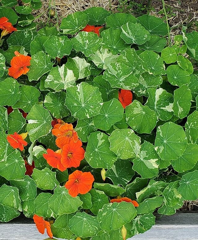Hello, #nasturtium. #organicgarden #growninWoodstock #growyourownfood #eatyourveggies