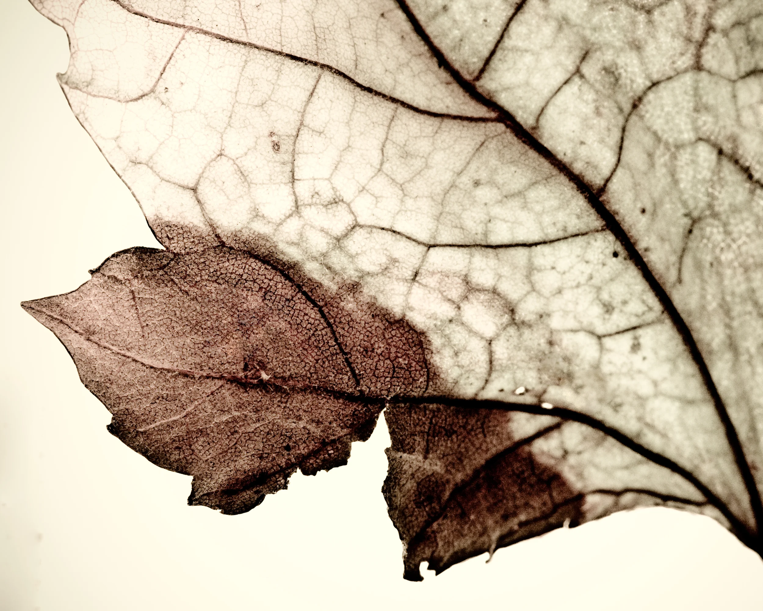 IMG_7700-Edit-Edit.jpg