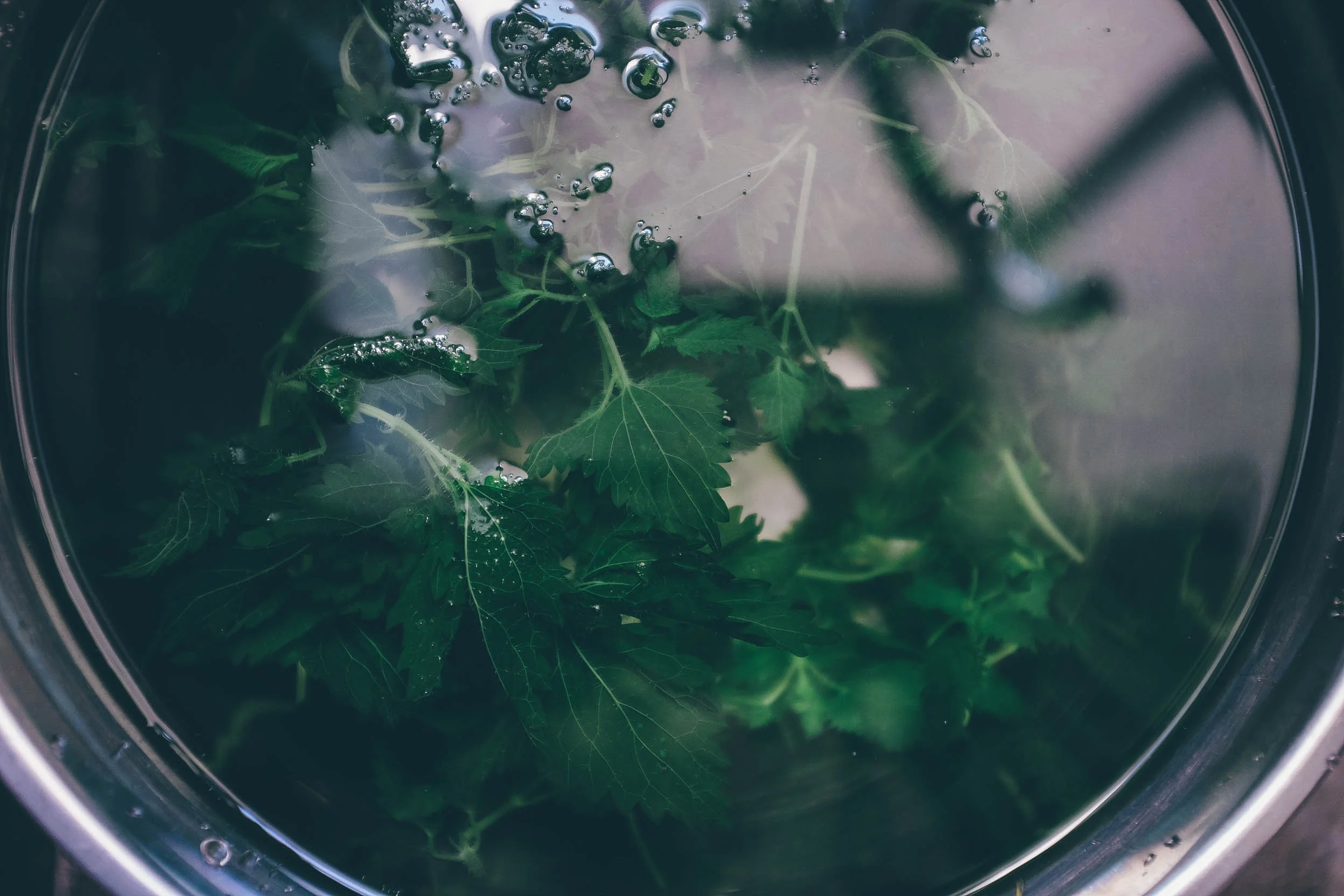 CoolingNettles.jpg