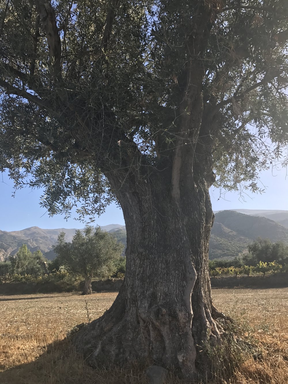 500-year old olive tree