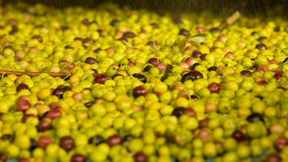 Spain's most popular olive: Picual - Photo: Dept. Multimedia /©ICEX