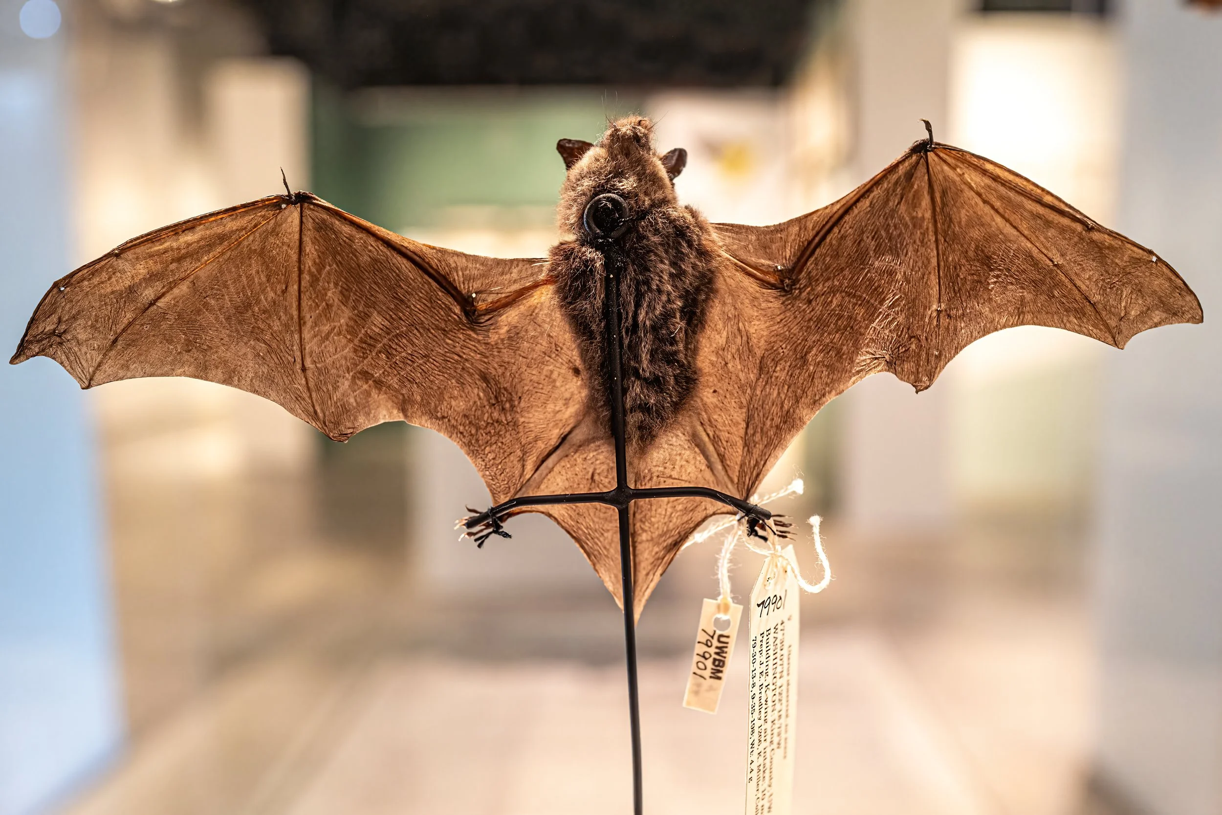 Burke Museum, Seattle