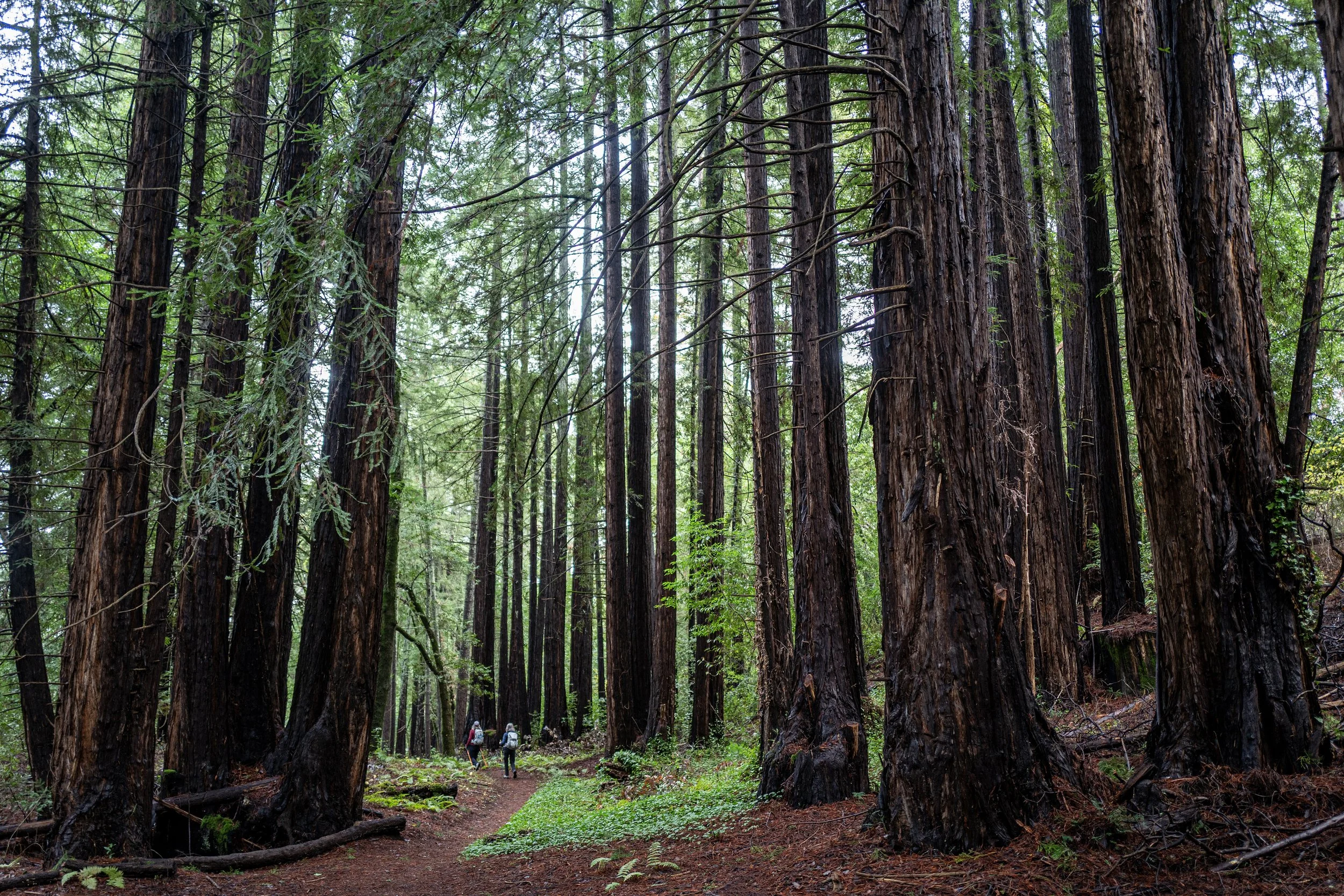 Jack London State Park, California