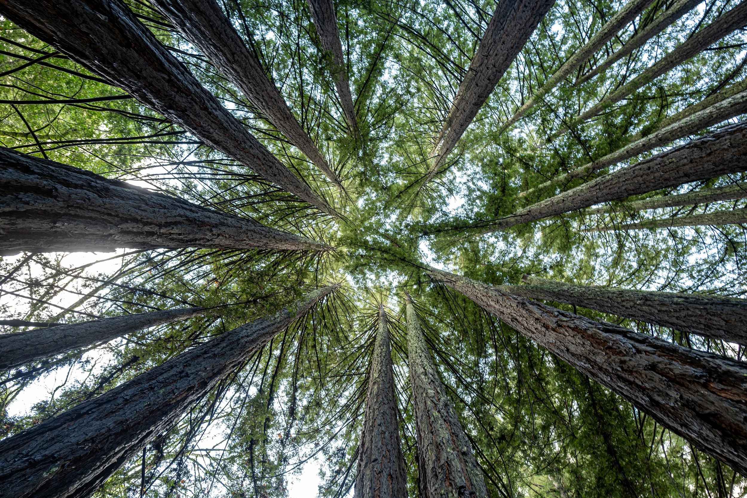 Inside a Redwoods Fairy Ring, Jack London State Park, CA