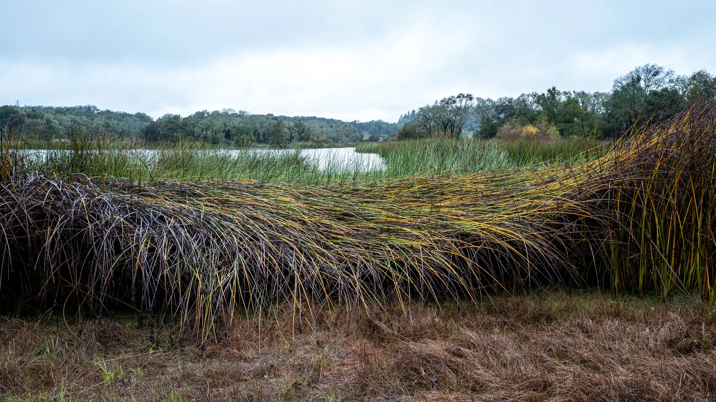 Winter Rushes, Trione-Annadel Park, CA