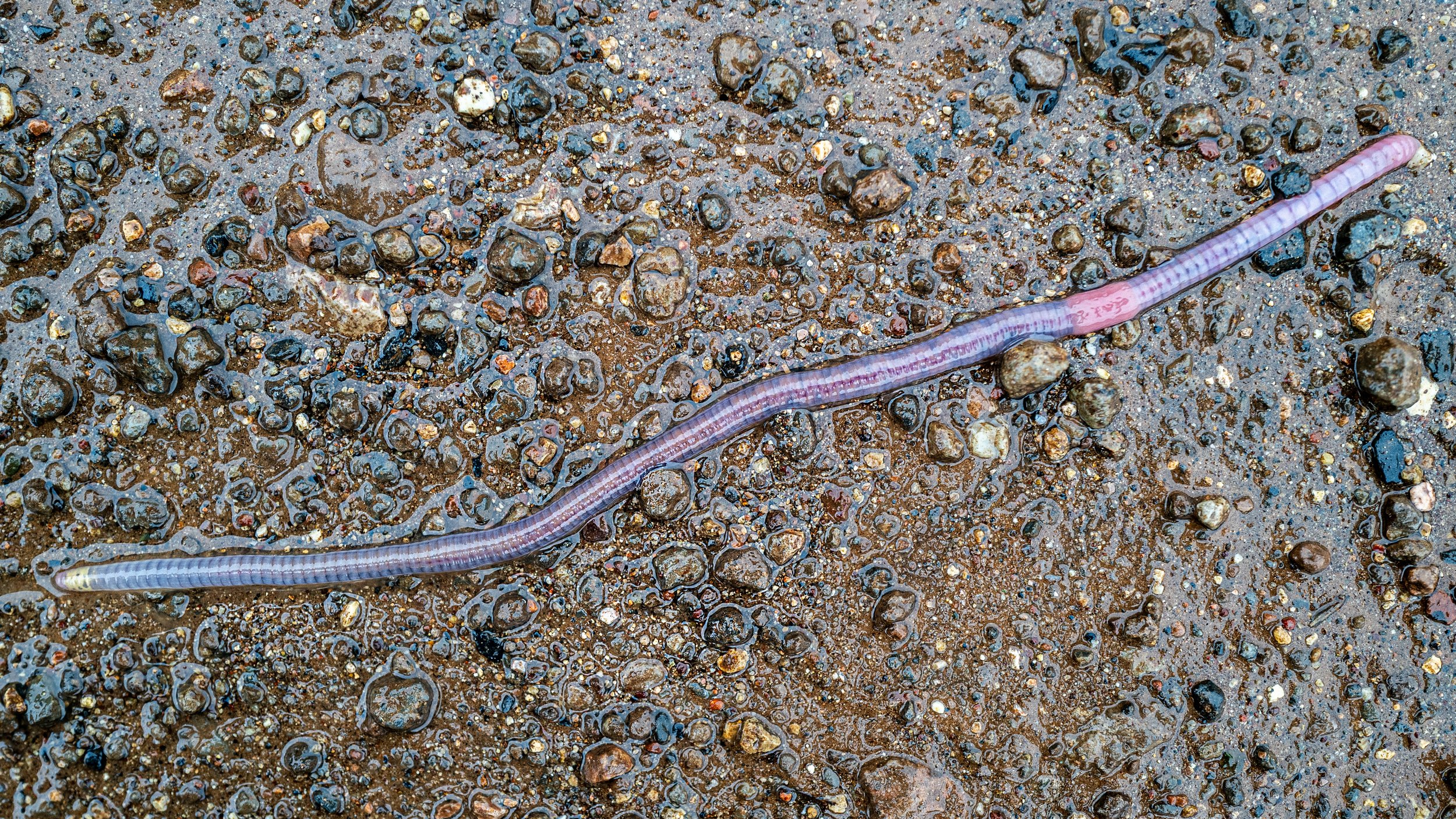Earthworm on the move