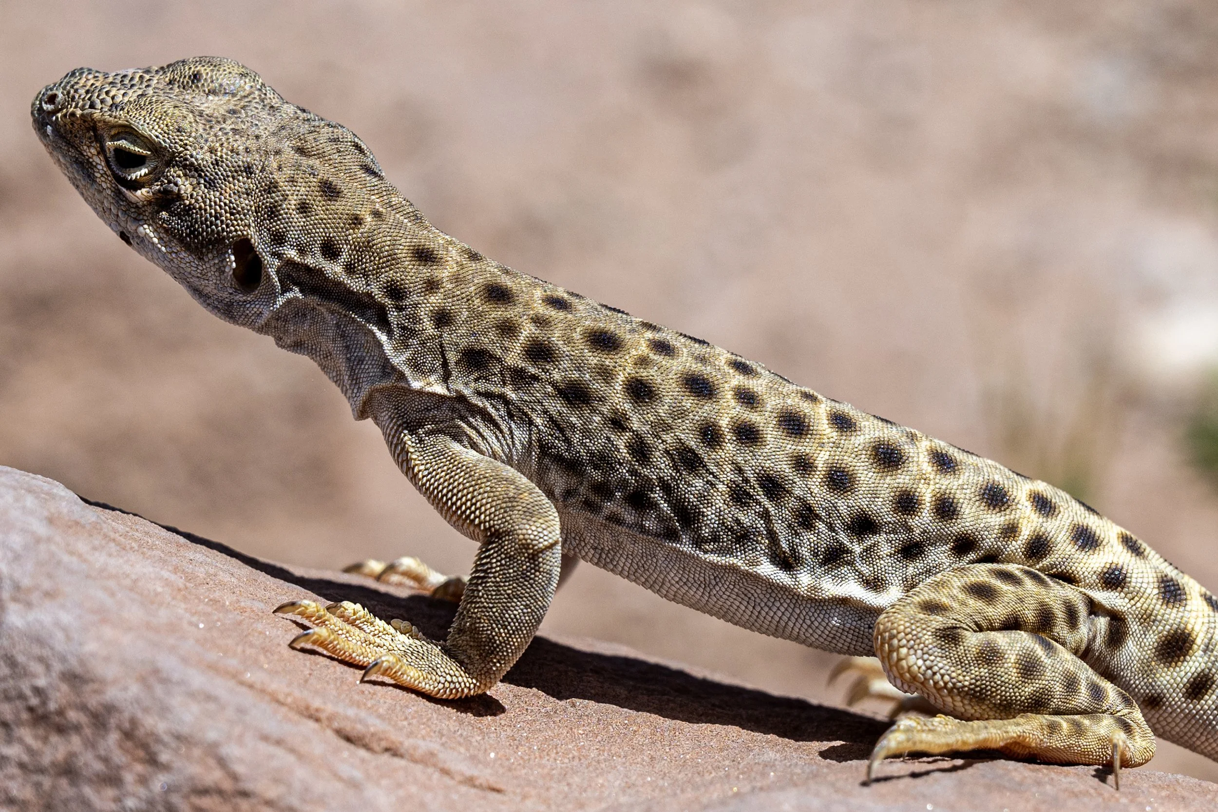 Long-Nosed Leopard Lizard, Arches National Park
