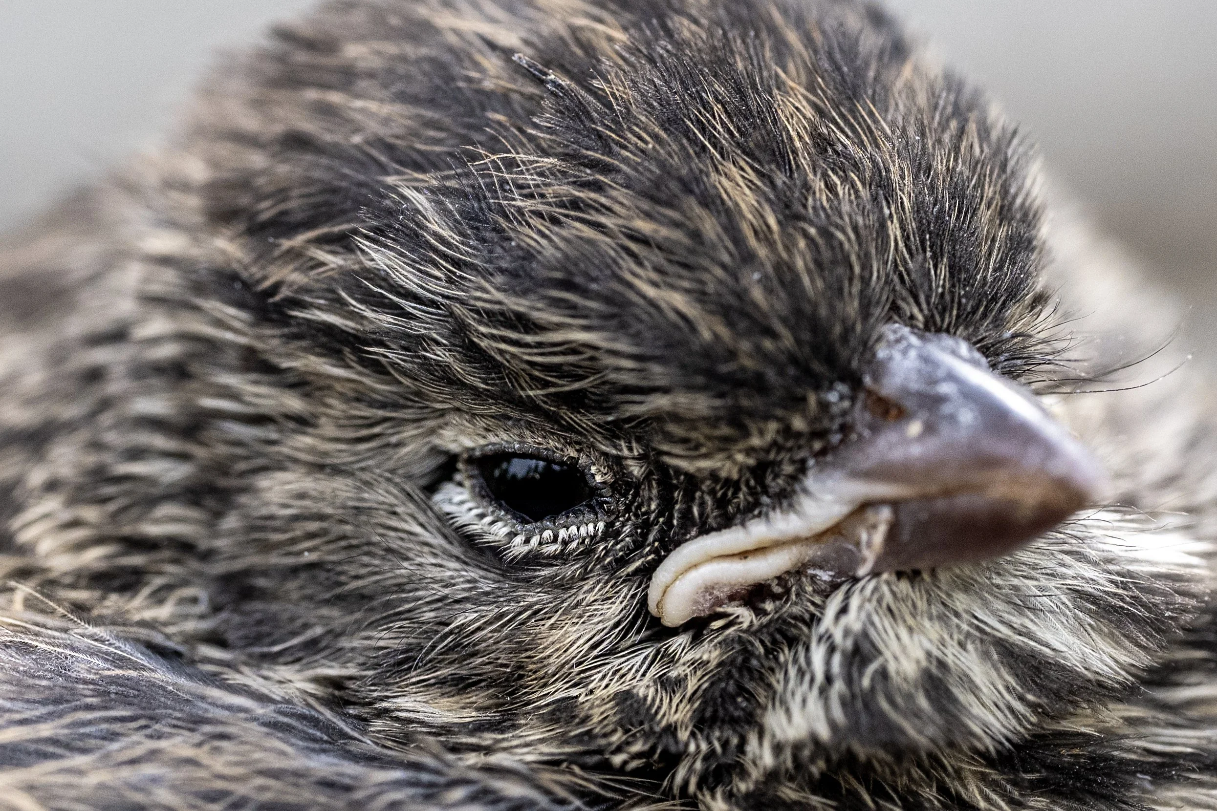 Baby song sparrow