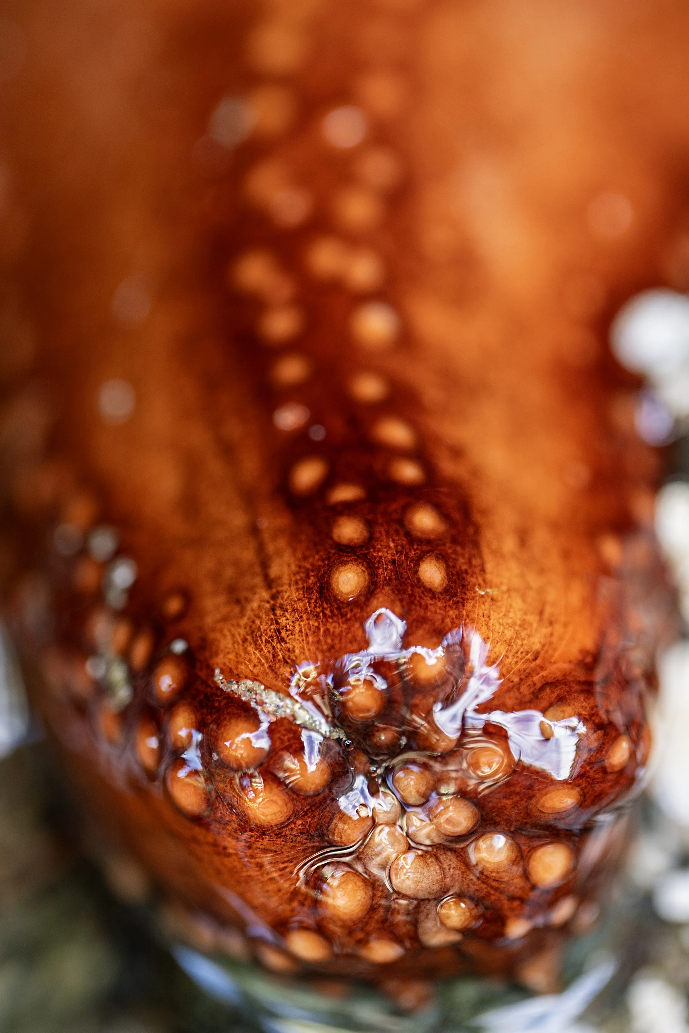 Sea Cucumber, Salish Sea, WA