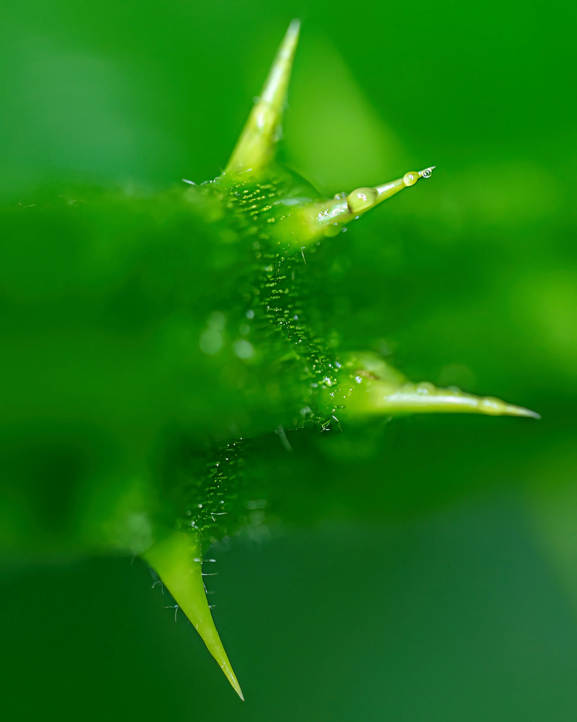 Blackberry thorns in spring