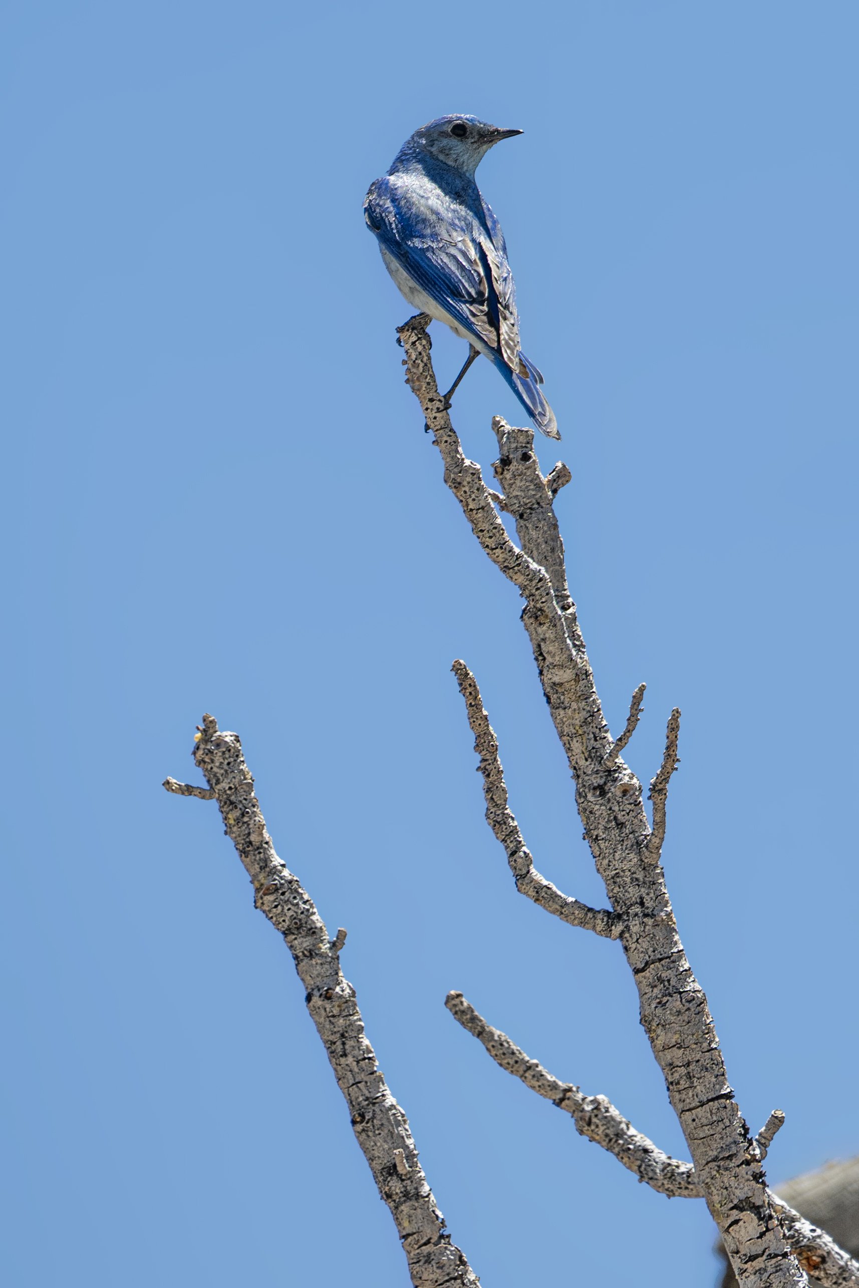Mountain Bluebird, Tahoe Rim Trail