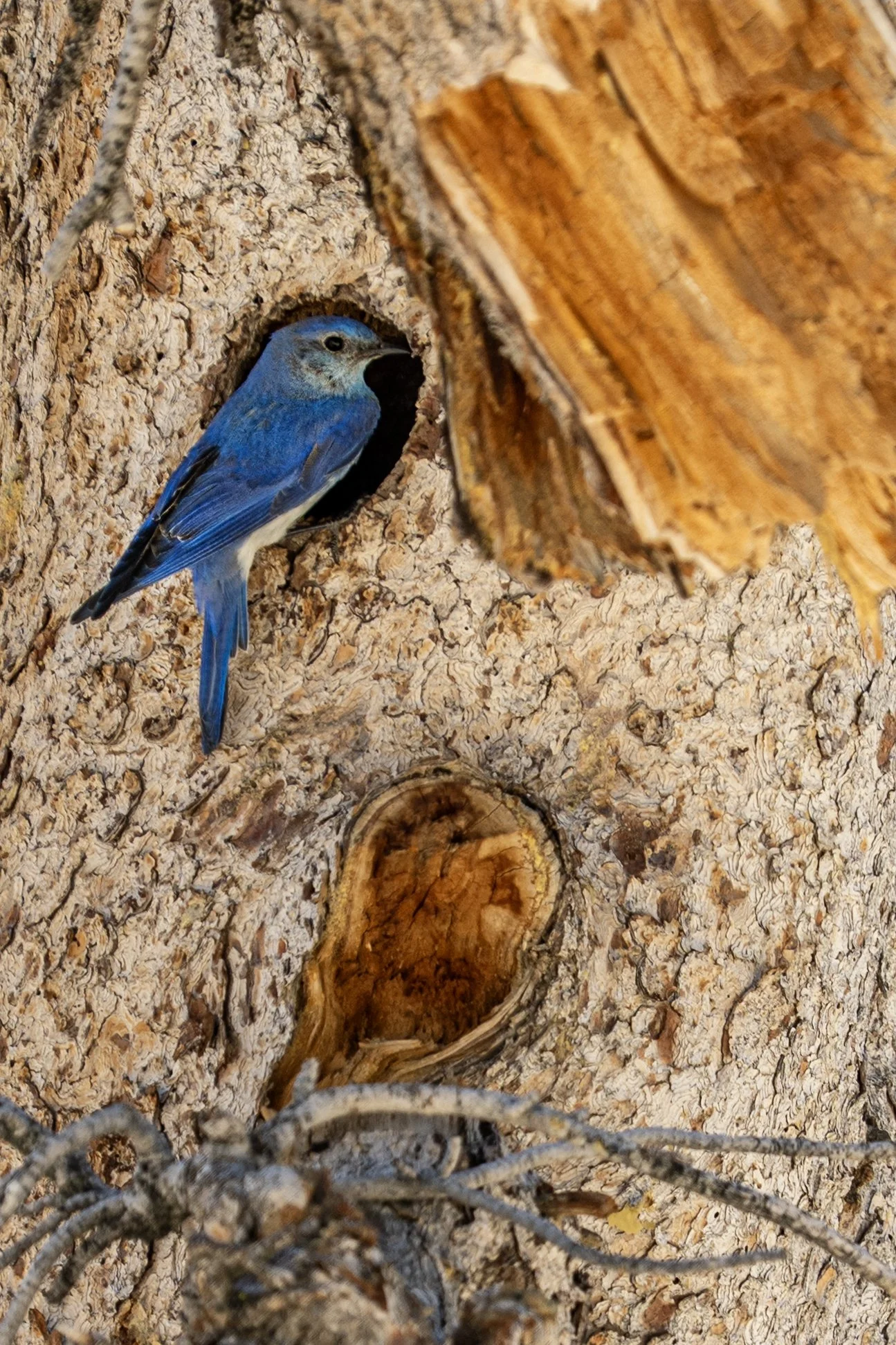 Mountain Bluebird, Tahoe Rim Trail