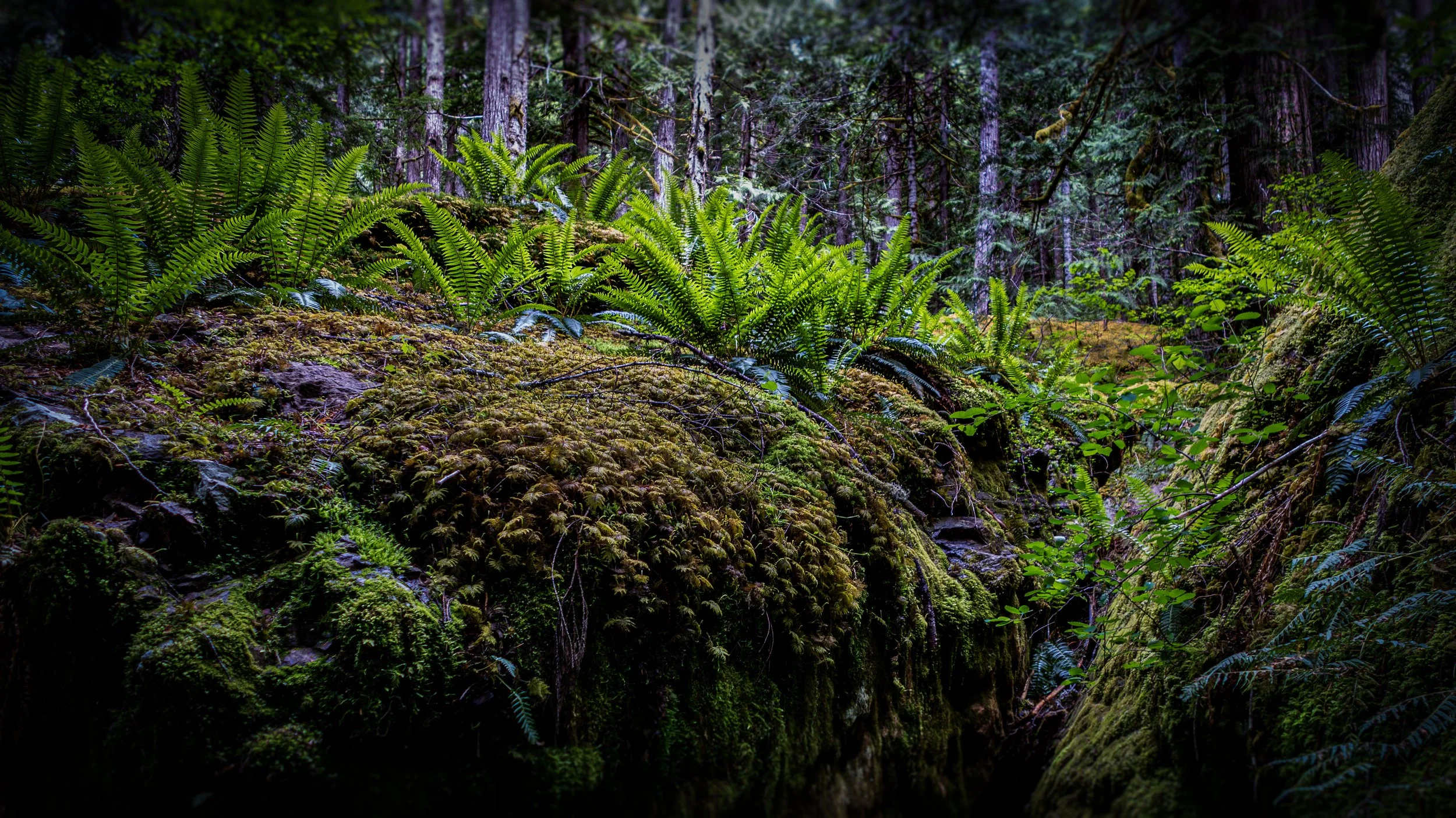 Lena Lake Trail, Olympic National Park