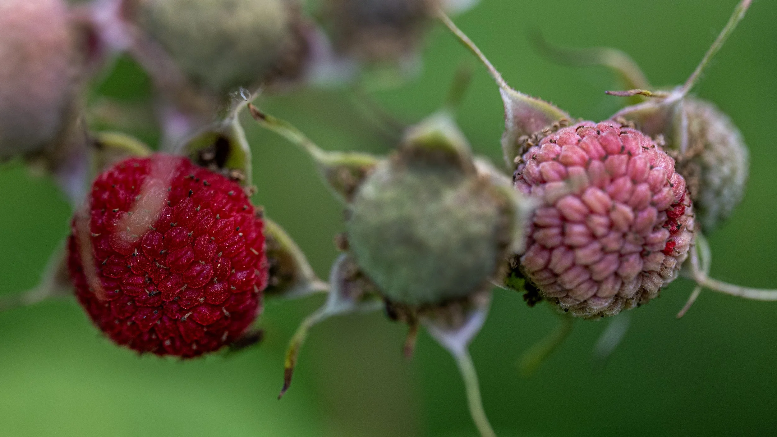 Thimble Berries, Salish Sea Country, June 