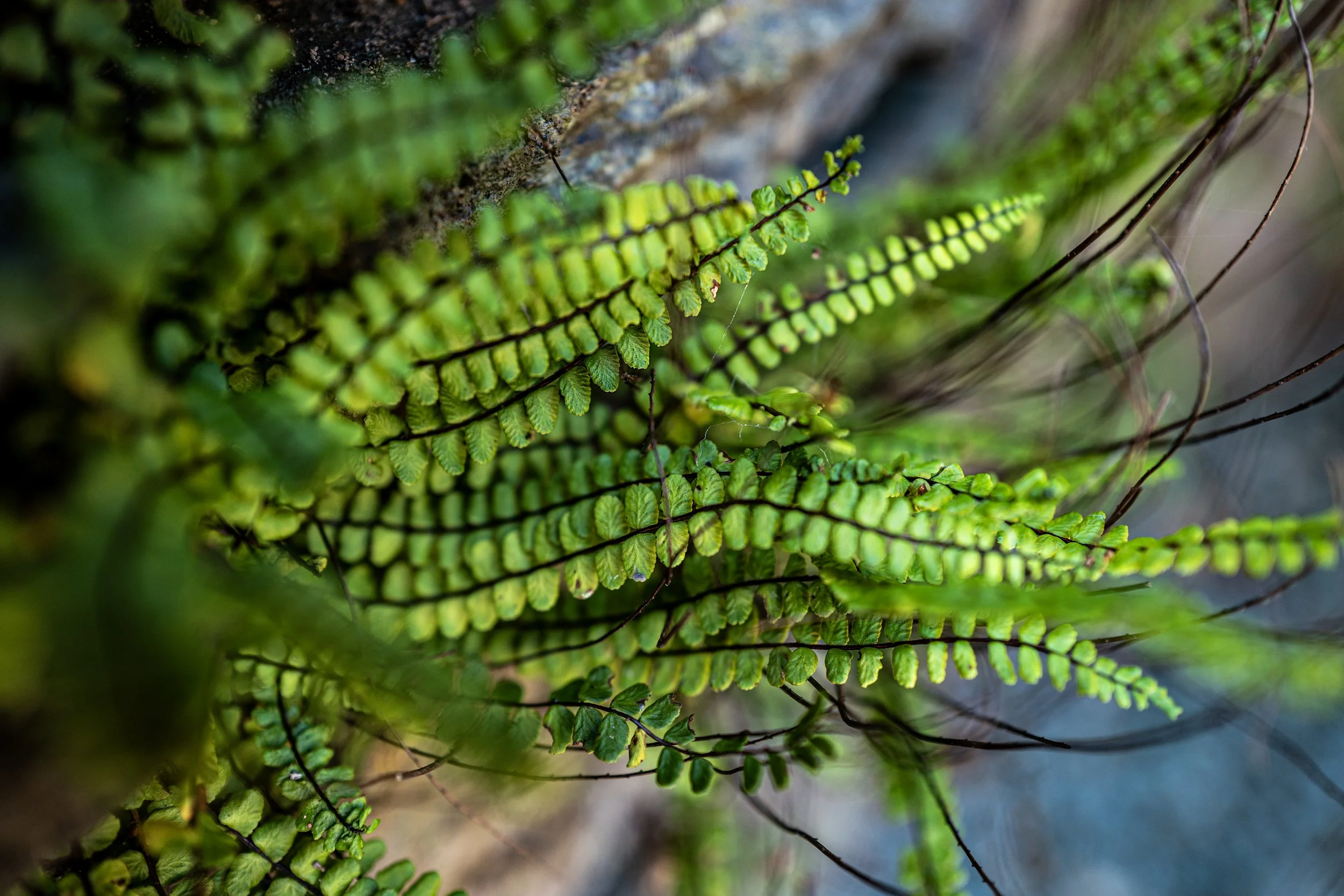 Maidenhair Spleenwort, England