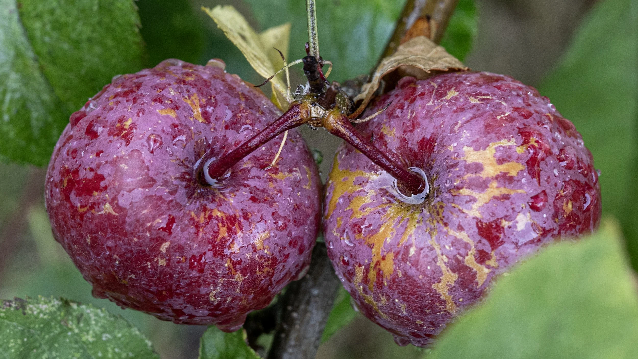 August Apples
