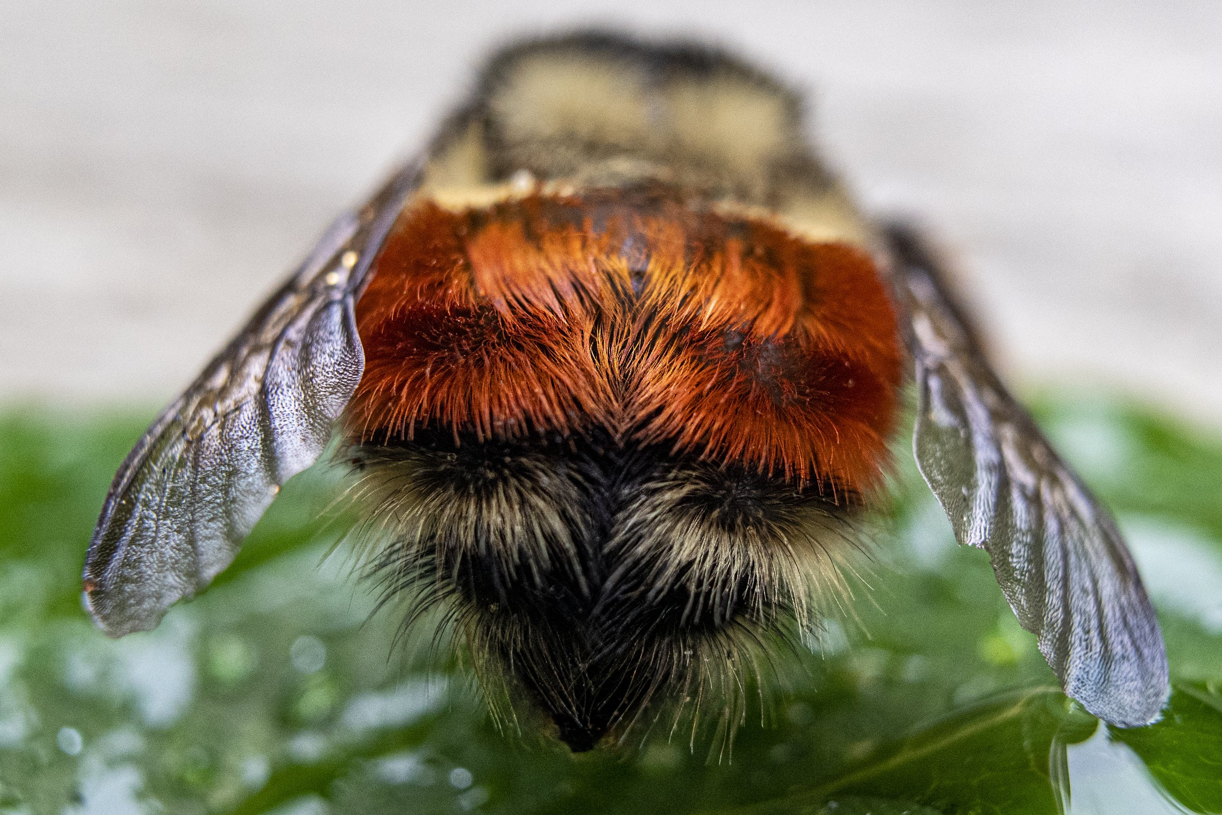 Bumblebutt