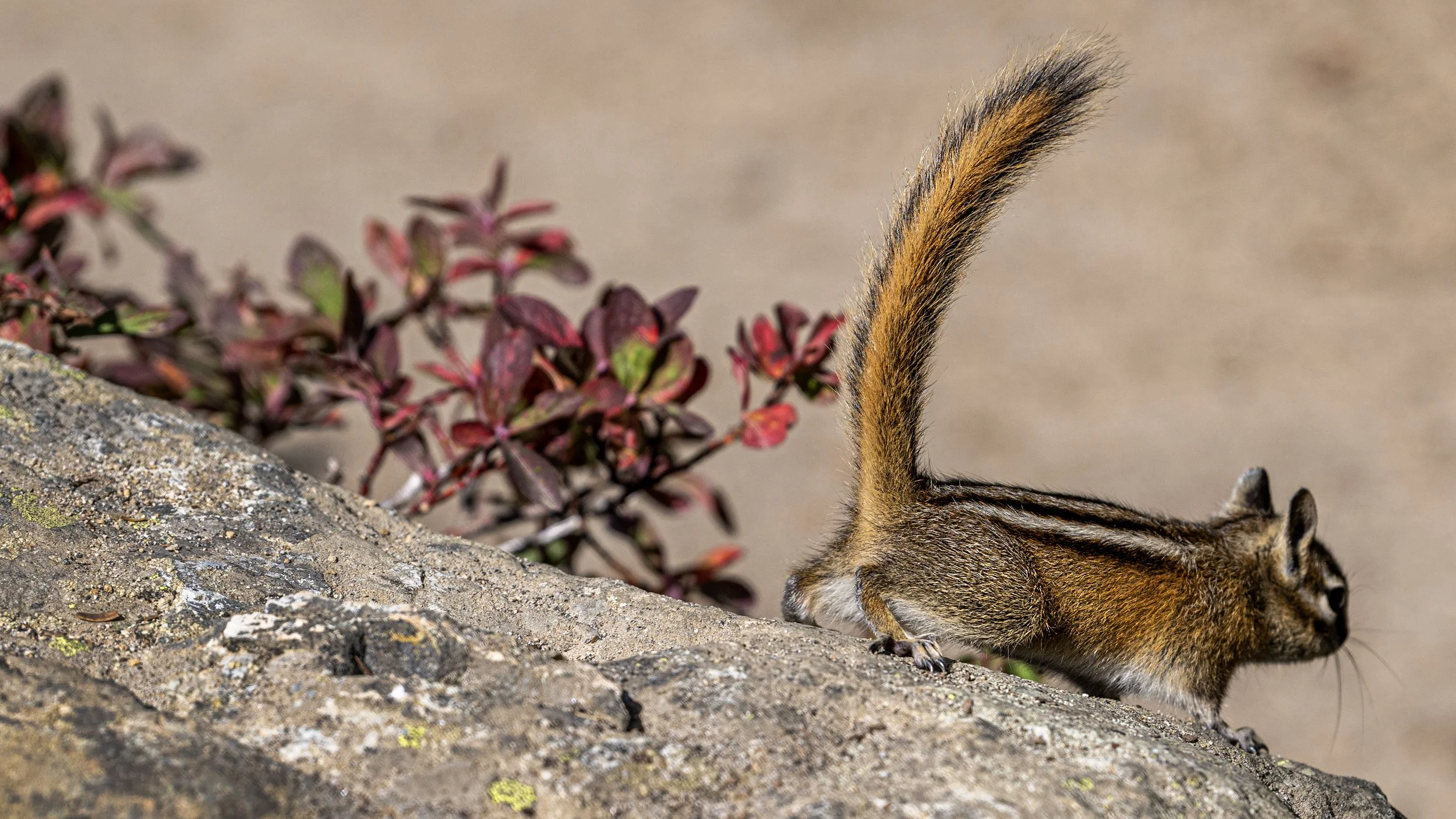 Chipmunk Energy