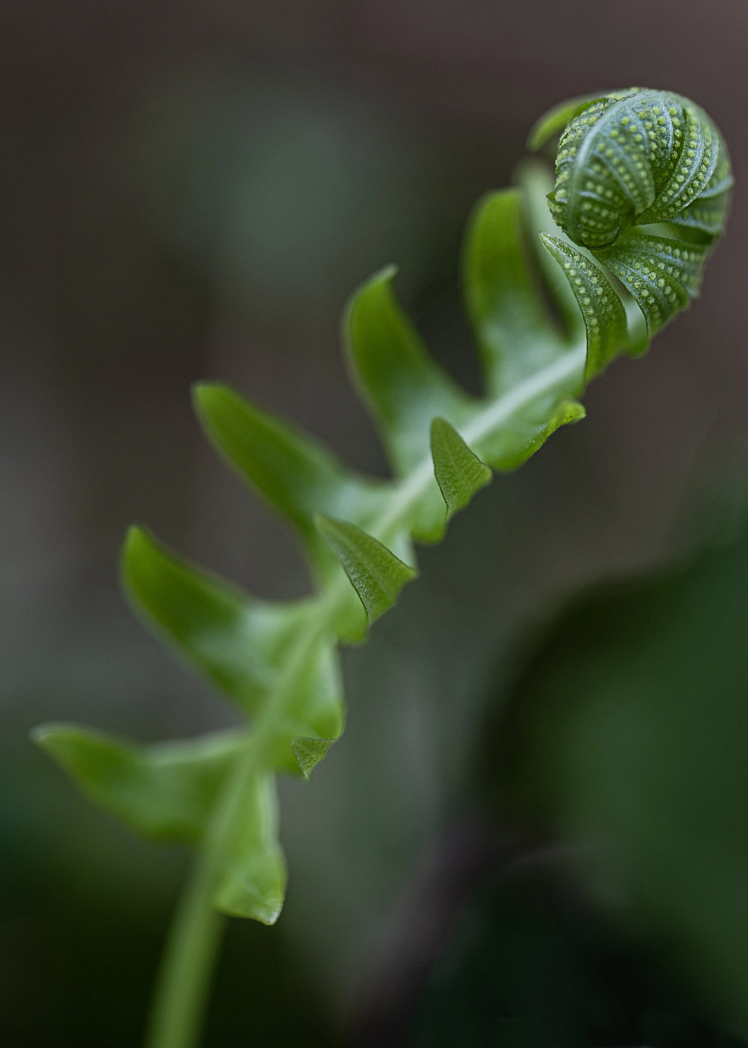 Late Season Fiddlehead, Salish Sea