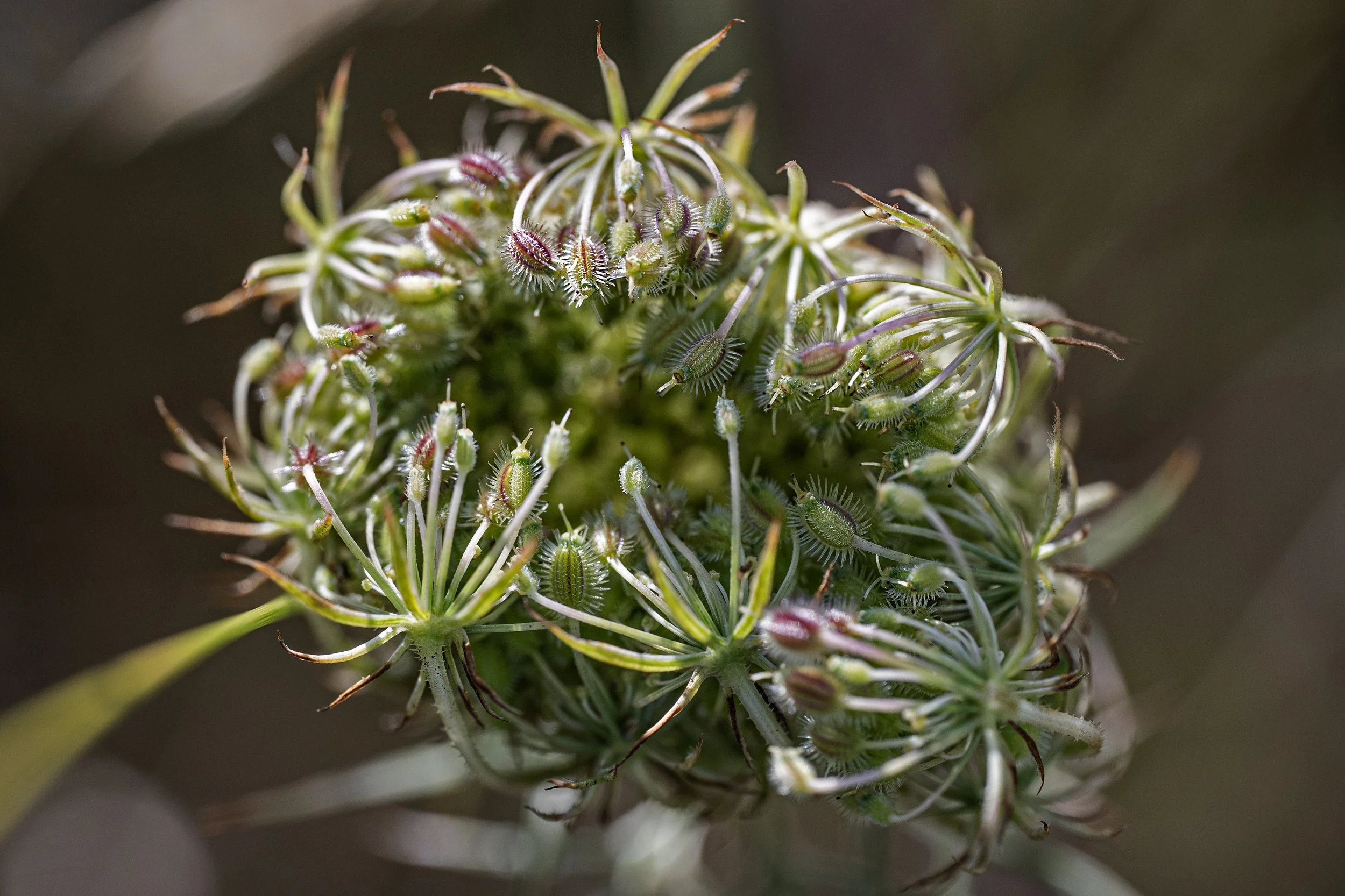 Autumn Seedpod