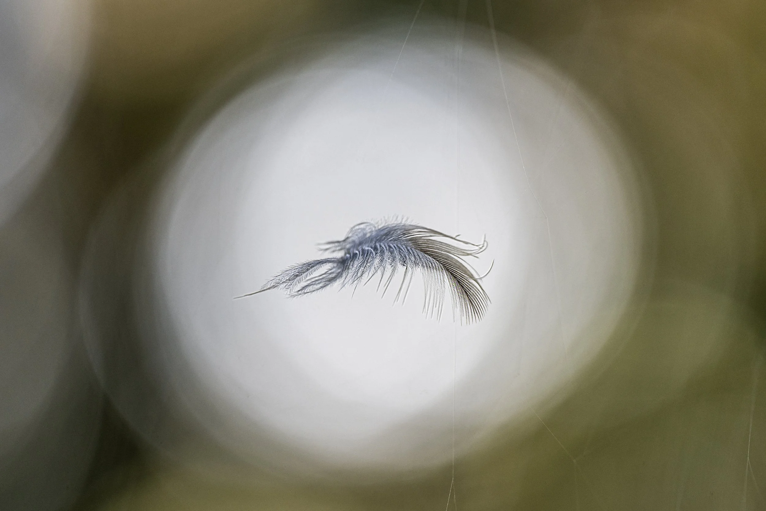 Orb-weaver spider web and feather