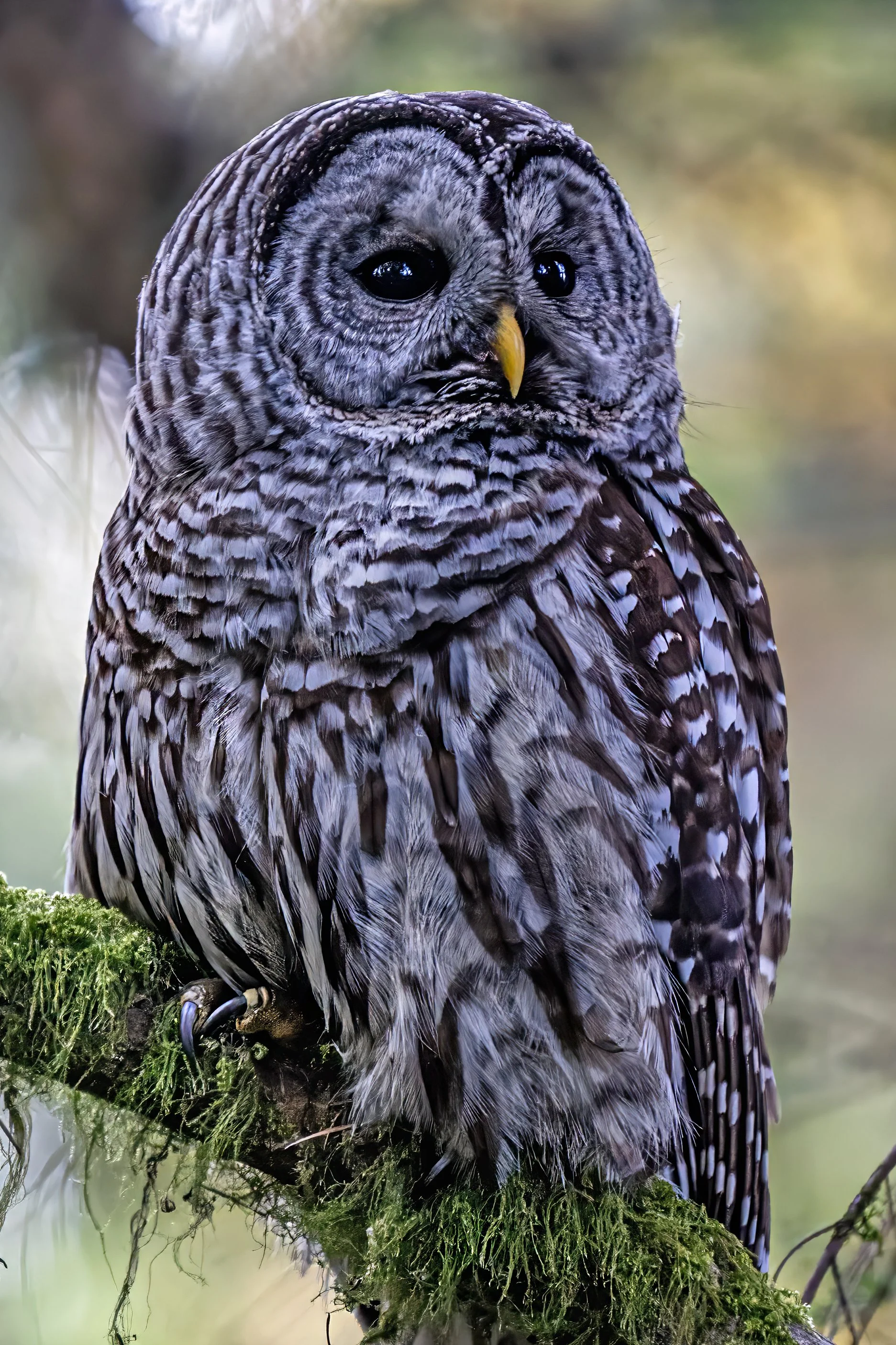 Barred Owl, Salish Sea