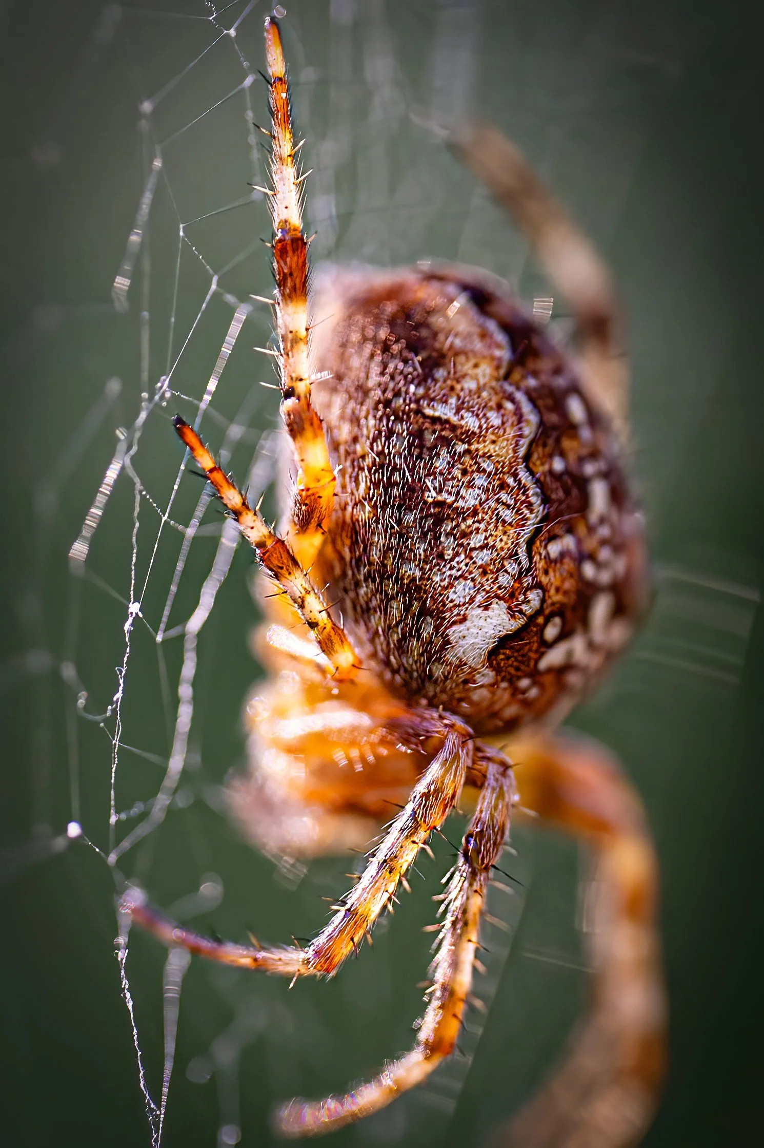 Orb-weaver spider 