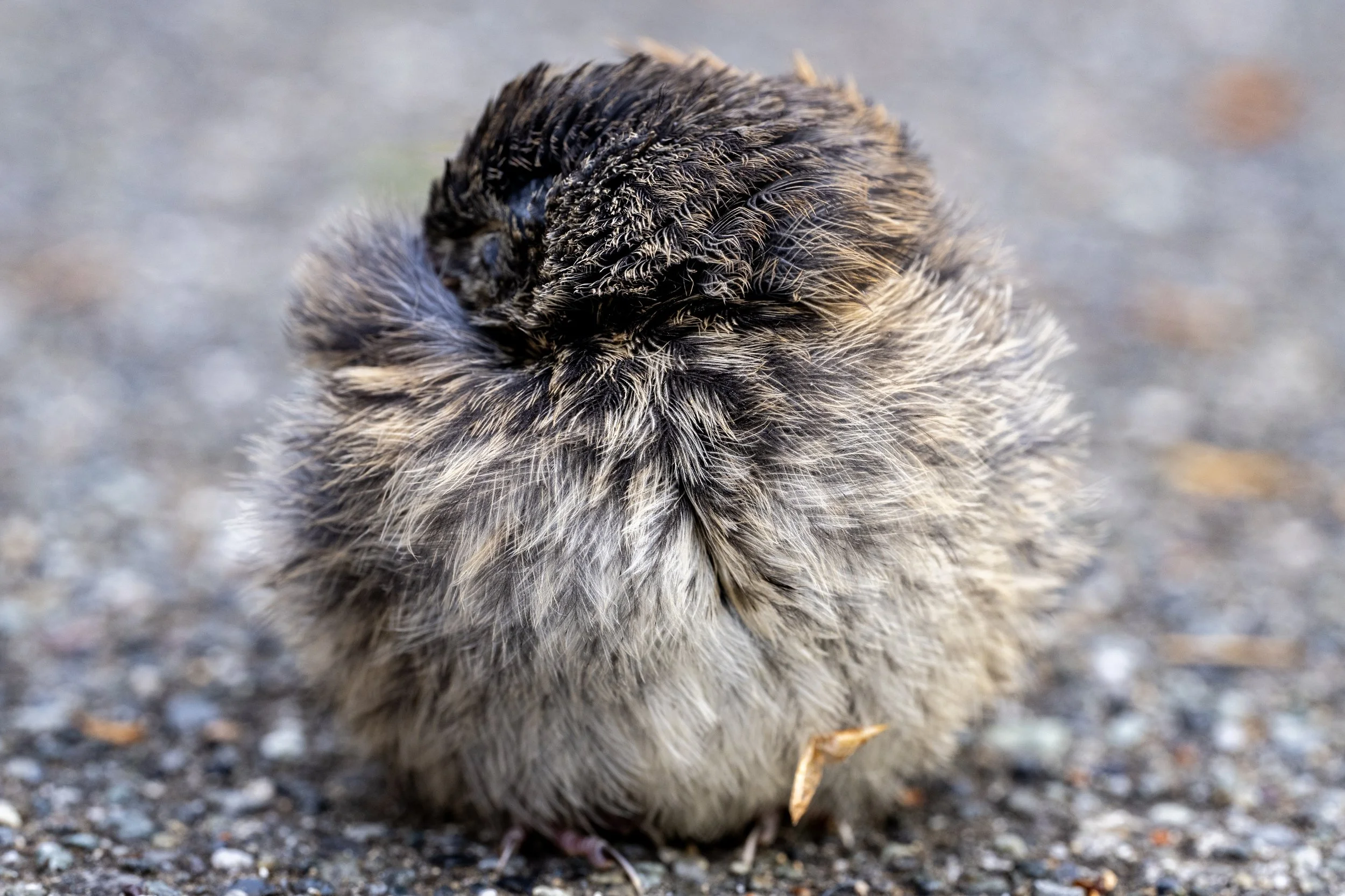 Baby Song Sparrow