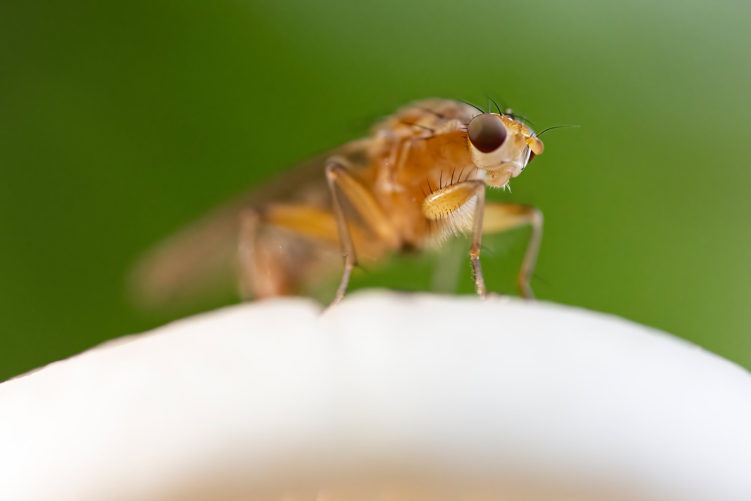 Snipe Fly