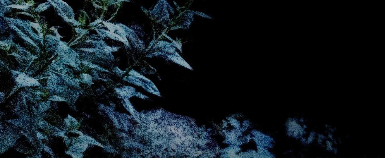 Stars and reveries logo copy.jpeg