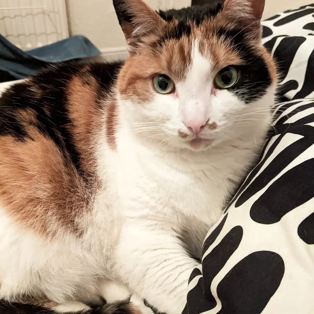 The cat of my flatmate in Belfast, Bonnie the cat. I'd never lived with a cat before and I grew very fond of her by the end of the month I stayed in NI.