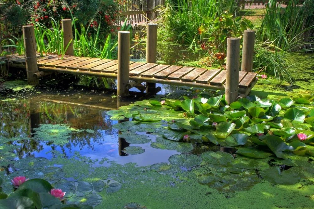 Lily-Ponds-Pictures-3.jpg