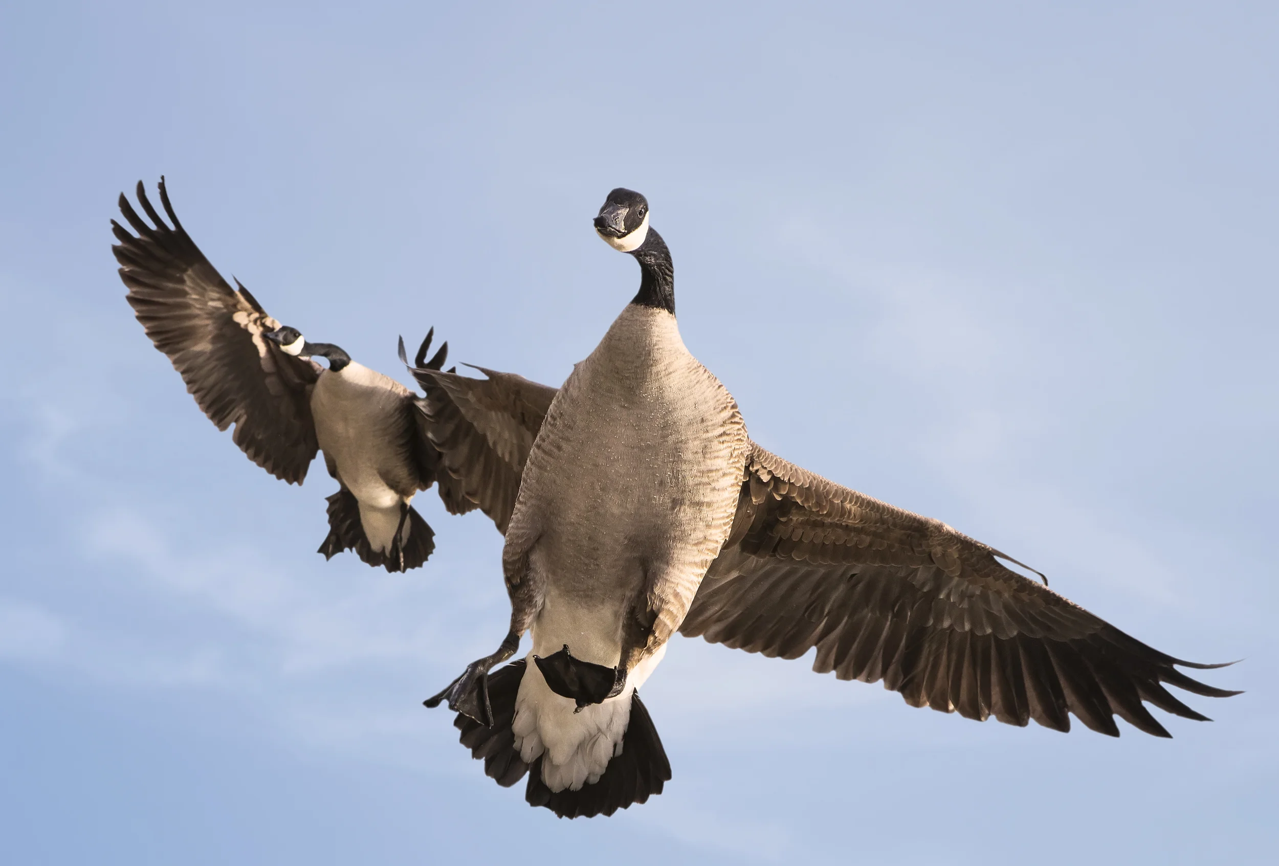 cgoose2close.jpg