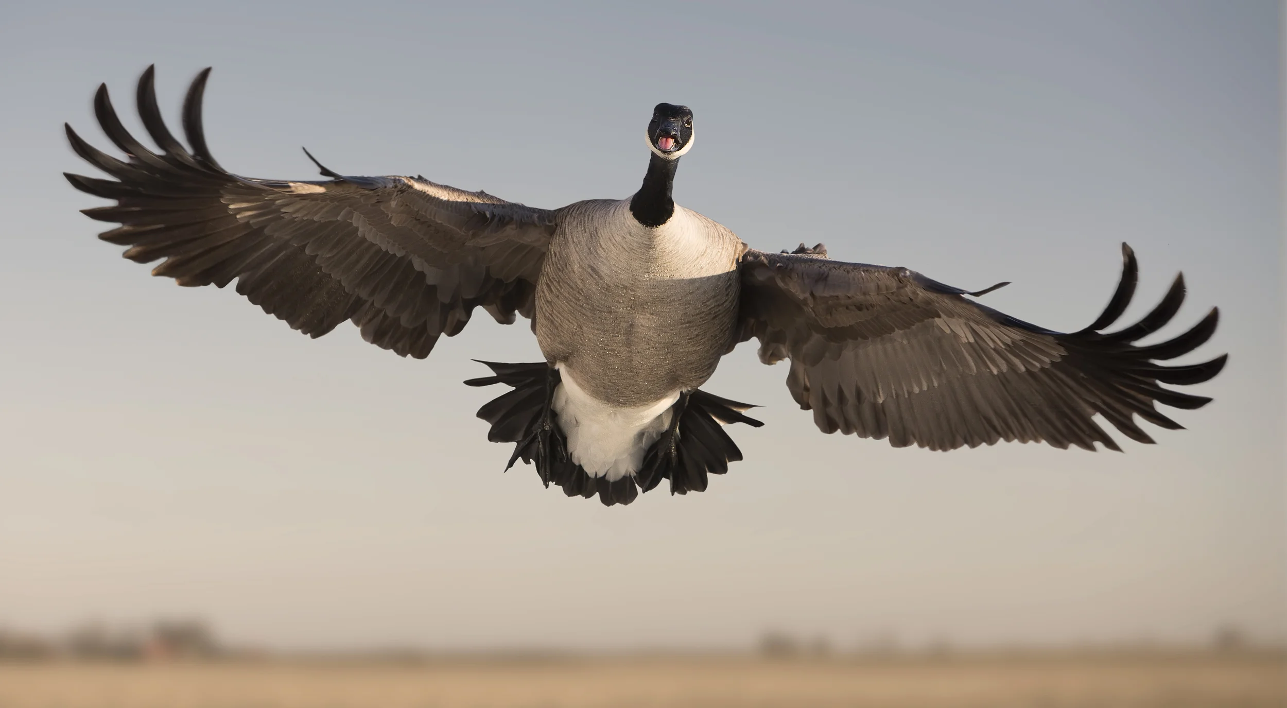 cgoosehonkspread prime.jpg