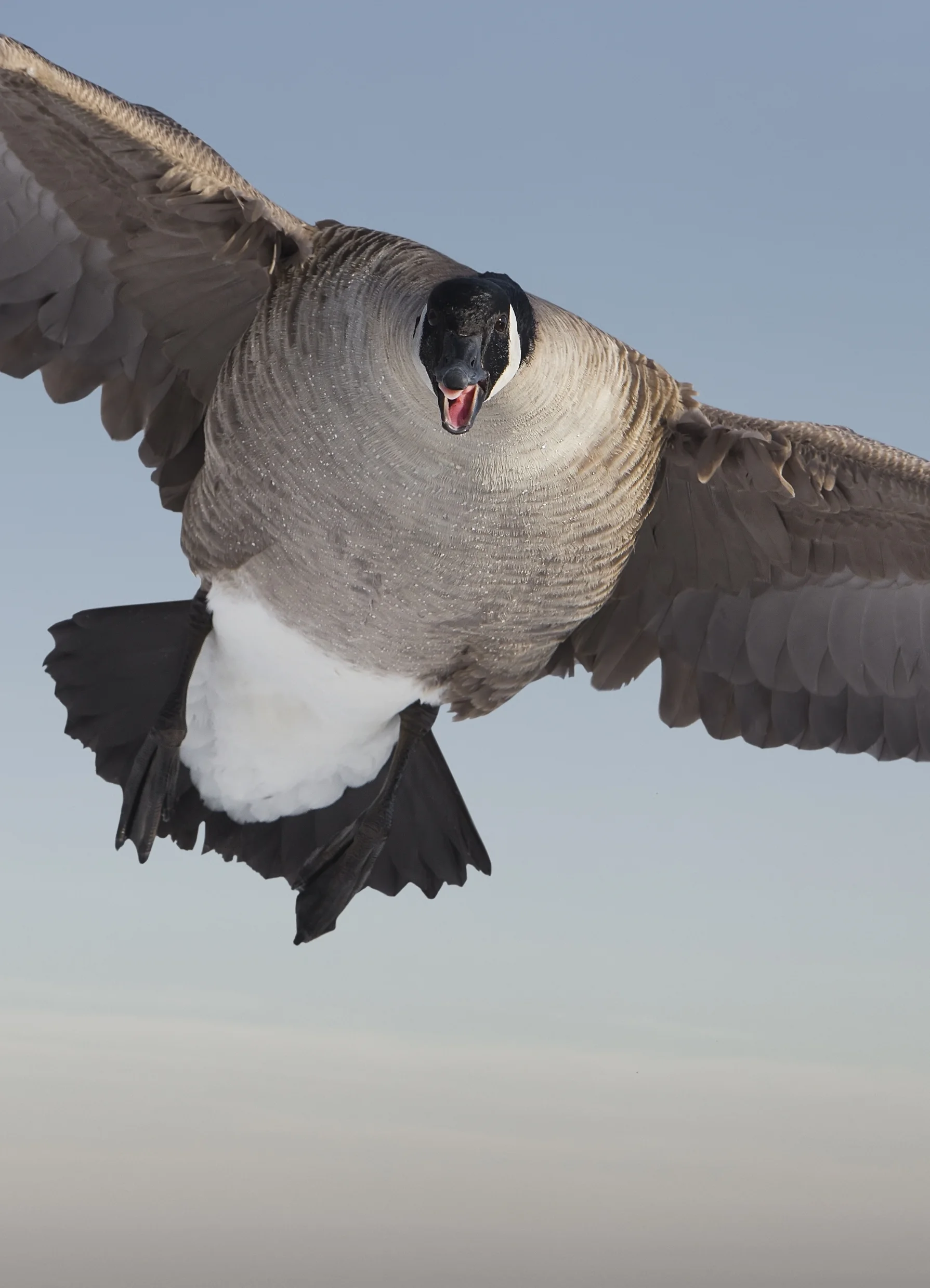 cgoosesnarl.jpg