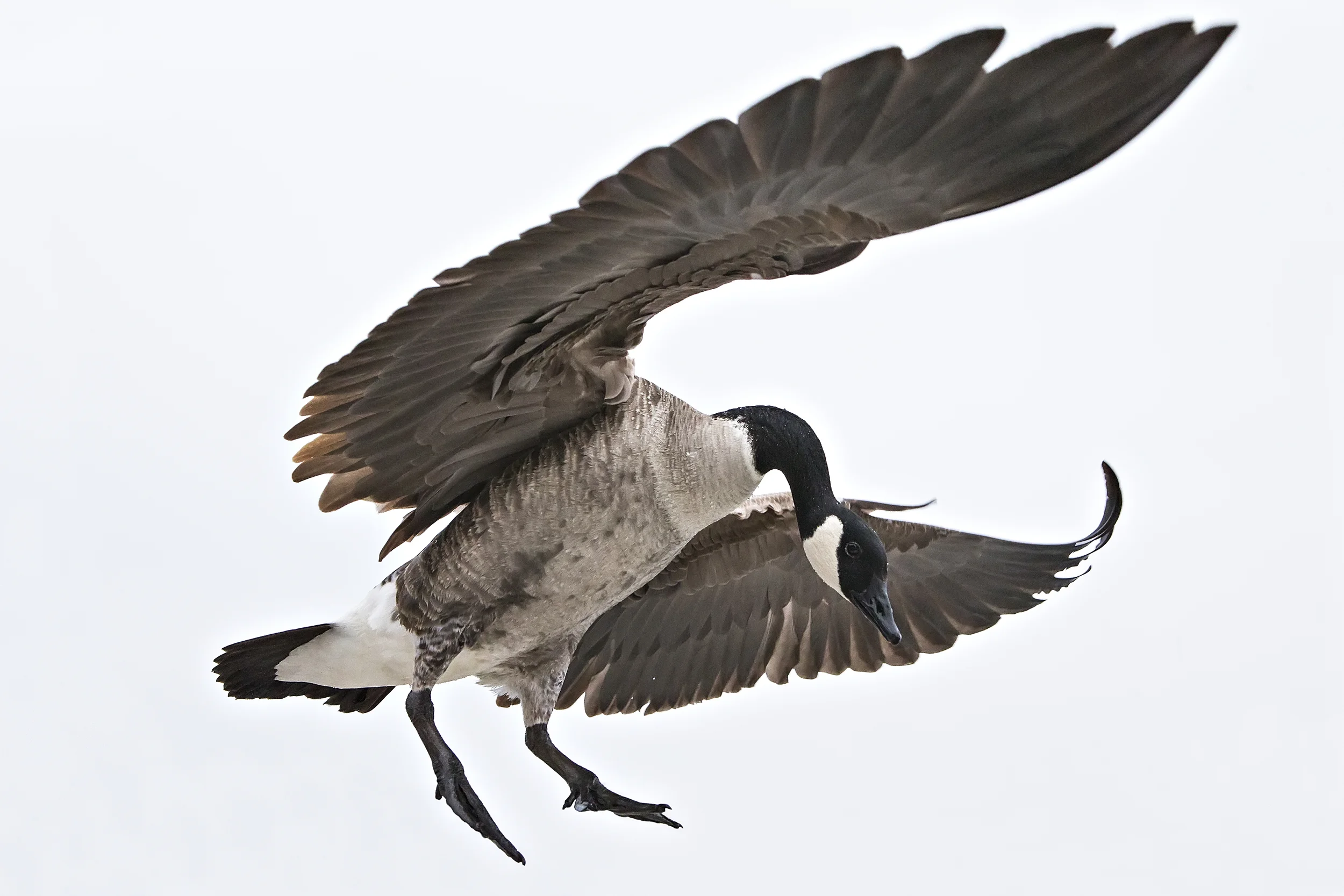 C goose circlewings wendy.jpg