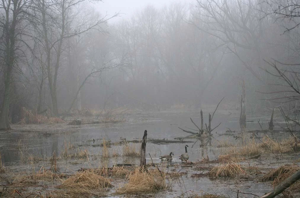 Foggy pair.jpg