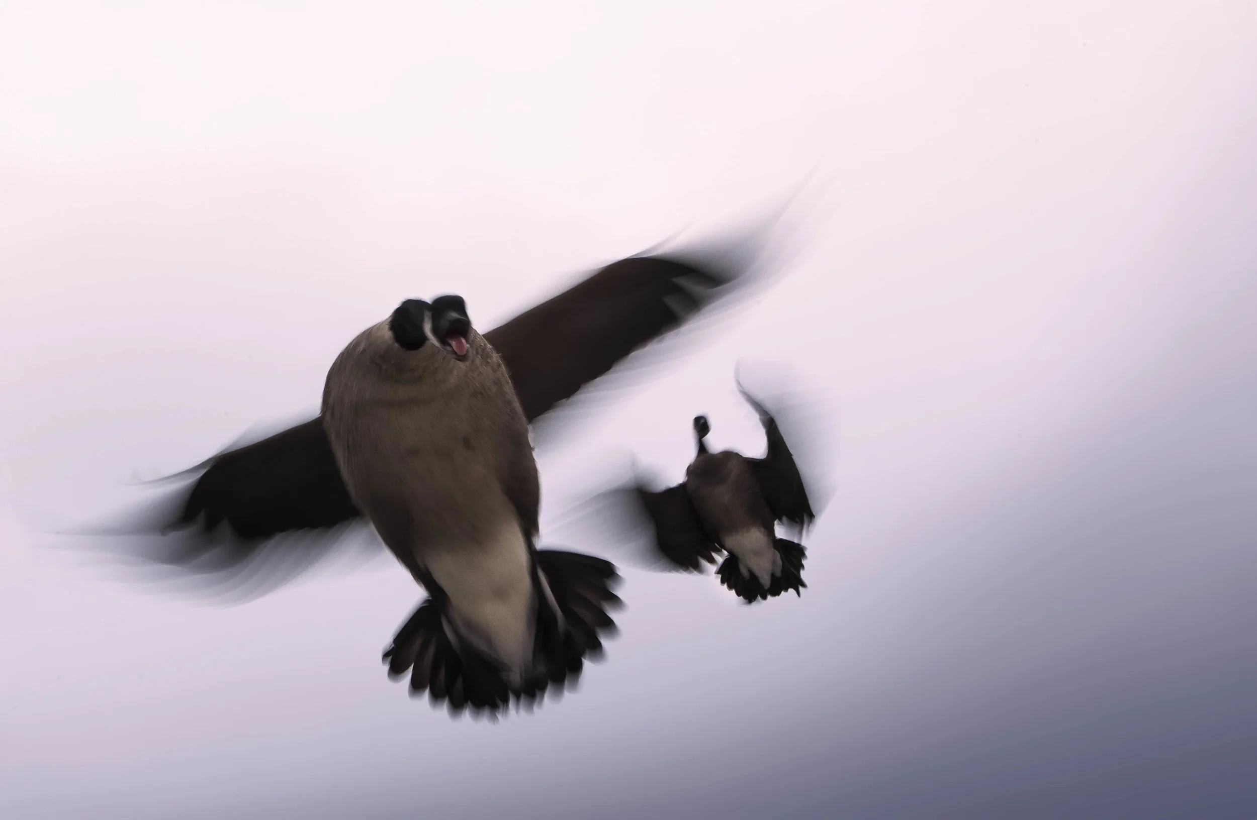 cgooseblurtwodrop.jpg