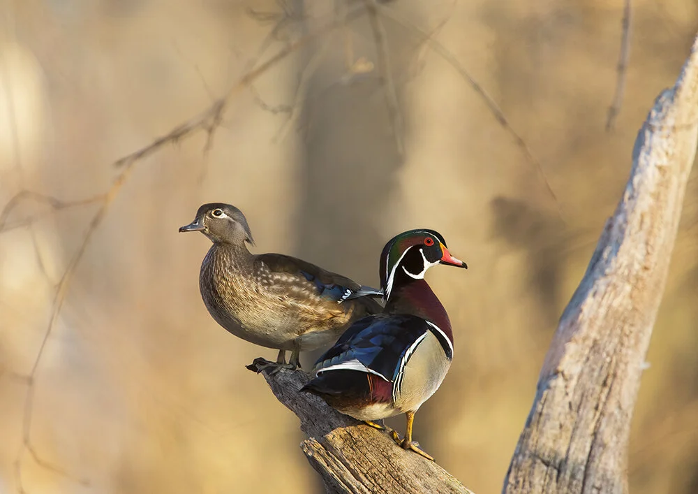WoodDucksLove.jpg