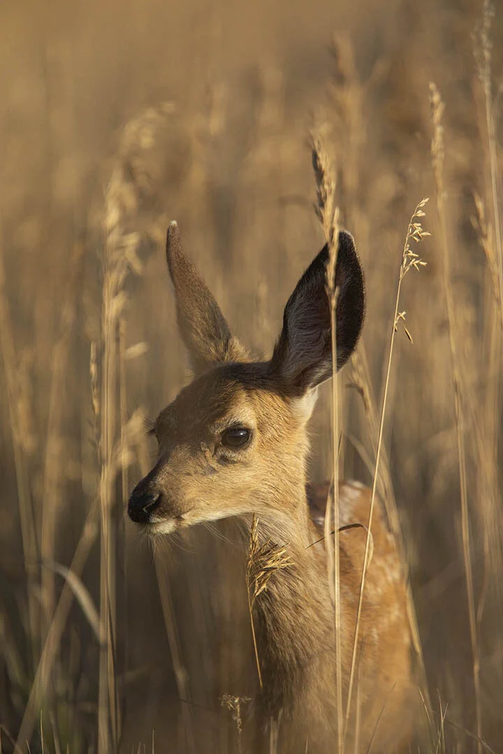 JMoore Summer Fawn.jpg