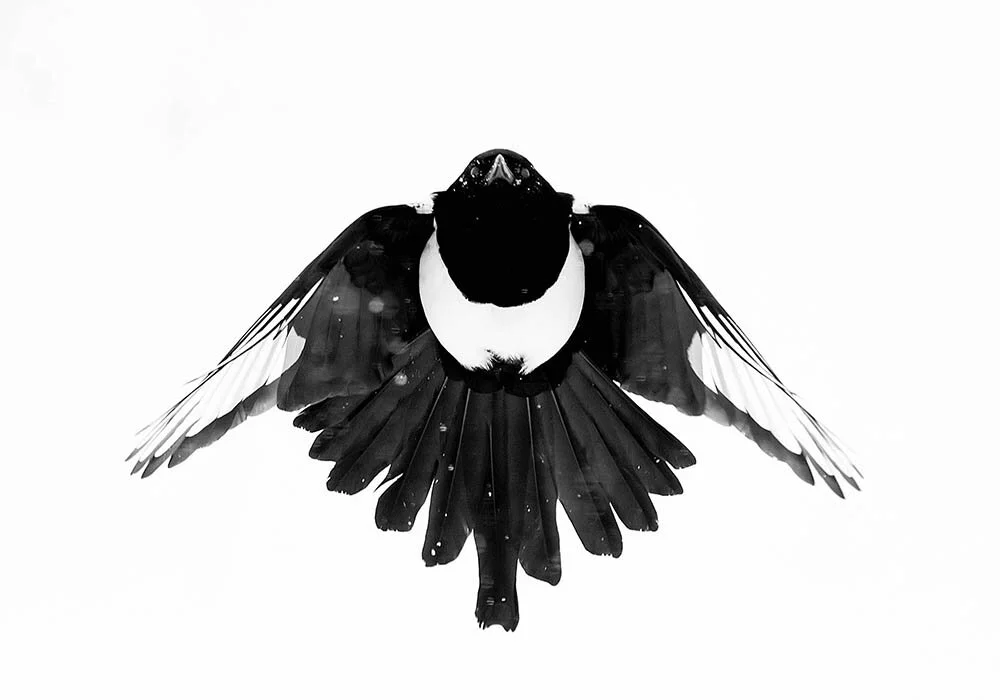 Super magpie bwas-1.jpg