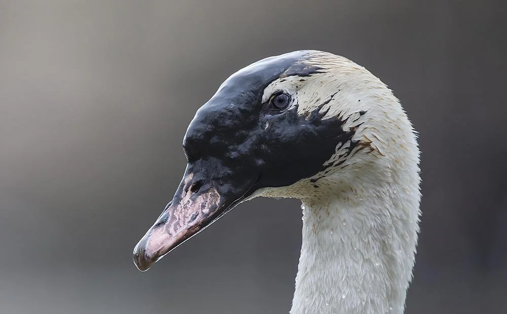 JeffMoore_MuteSwan_professional_highres copy.jpg