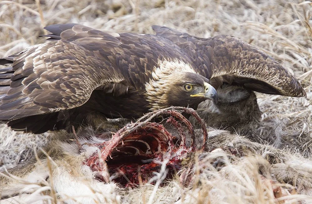 _20A5821-SharpenAI-Focus cropped copy.jpg