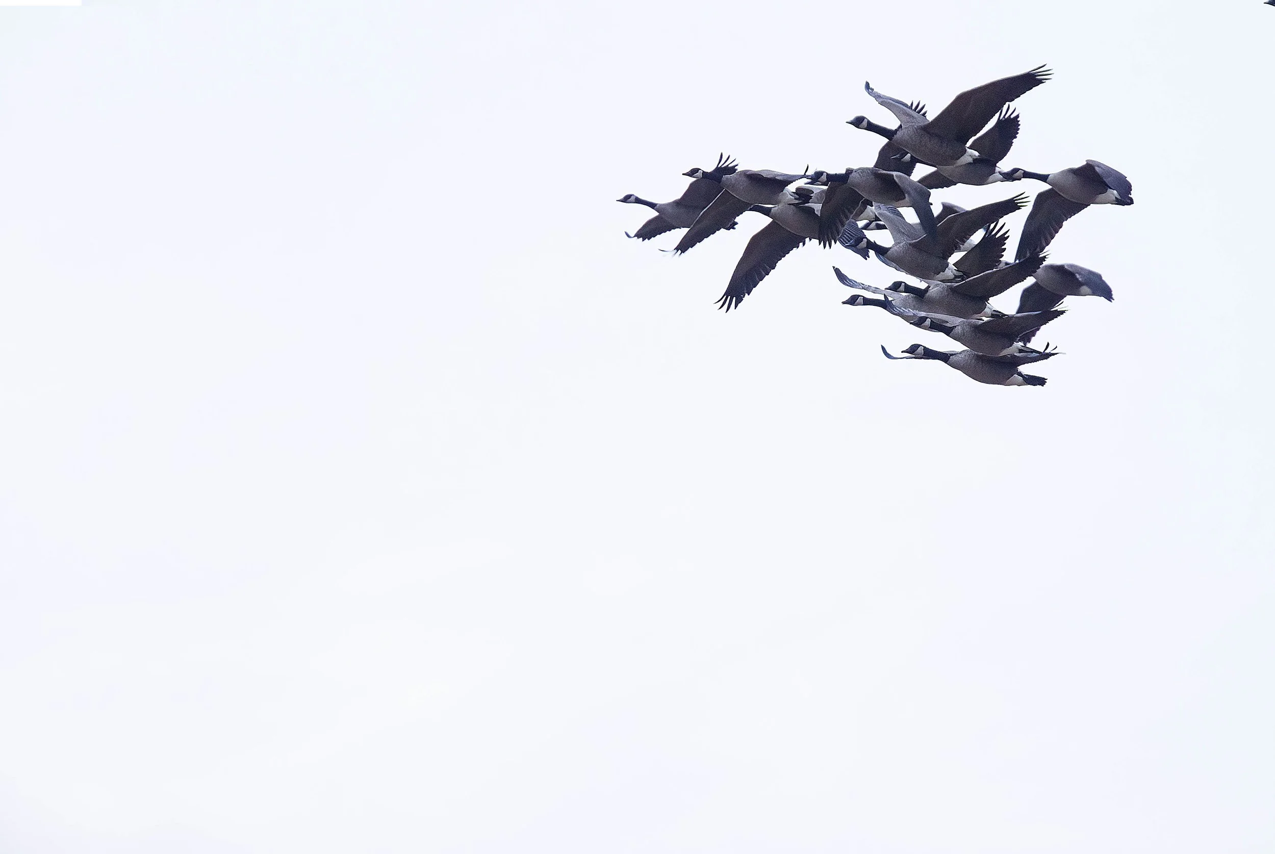 DK9T0168-SharpenAI-Softness copy.jpg